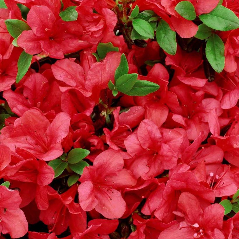 Azalée japonaise - Azalea japonica Manuska (Floraison)