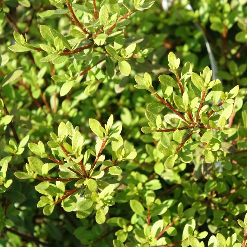 Azalea serpyllifolium - Rhododendron (Feuillage)