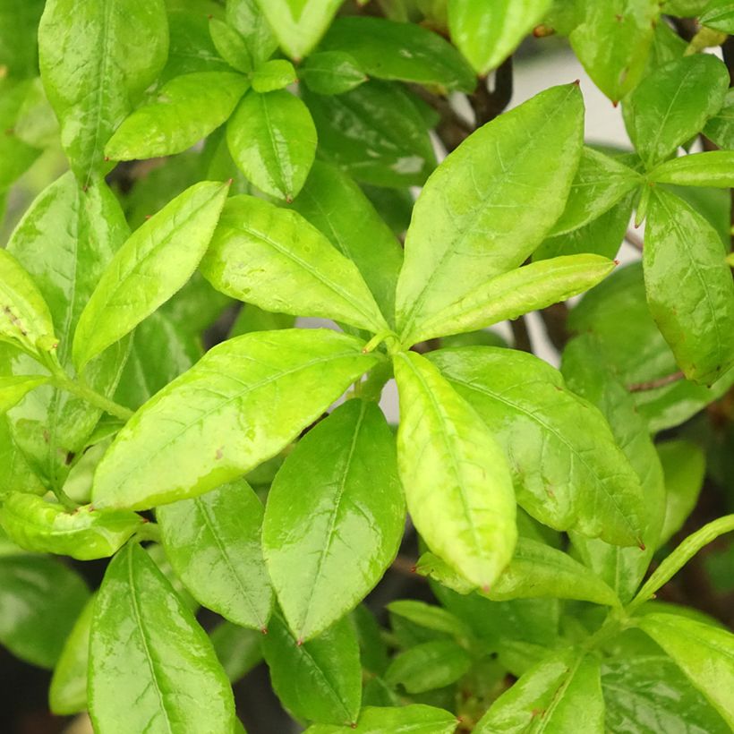 Azalée caduque Knap Hill-Exbury Satan  (Feuillage)