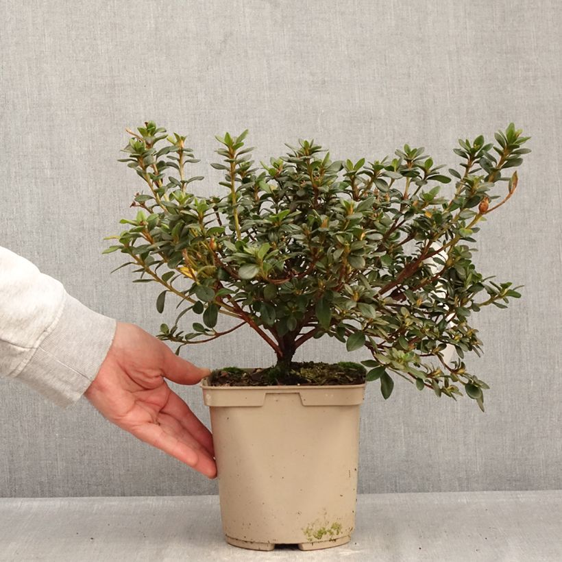 Spécimen de Azalée d'Inde Clotilde - Rhododendron hybride Pot de 3L/4L tel que livré en hiver