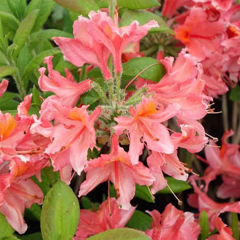 Azalée de Chine Demoiselles de Boutiguery Aurora - Rhododendron hybride (Floraison)