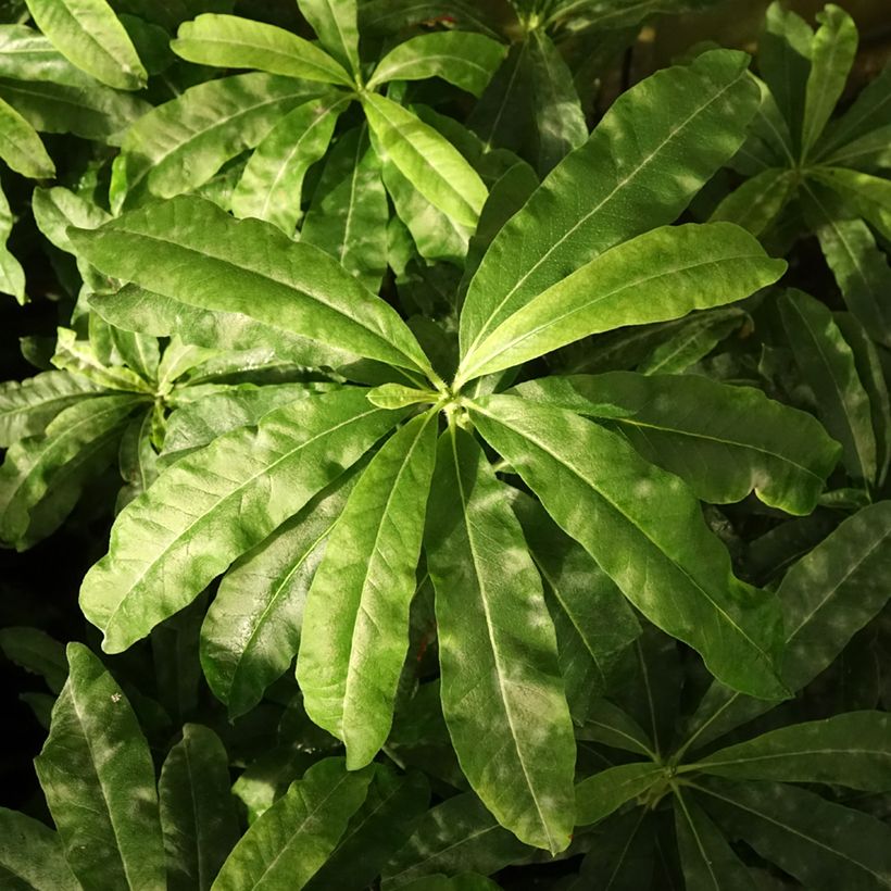 Azalée de Chine Demoiselles de Boutiguery Callista - Rhododendron hybride (Feuillage)