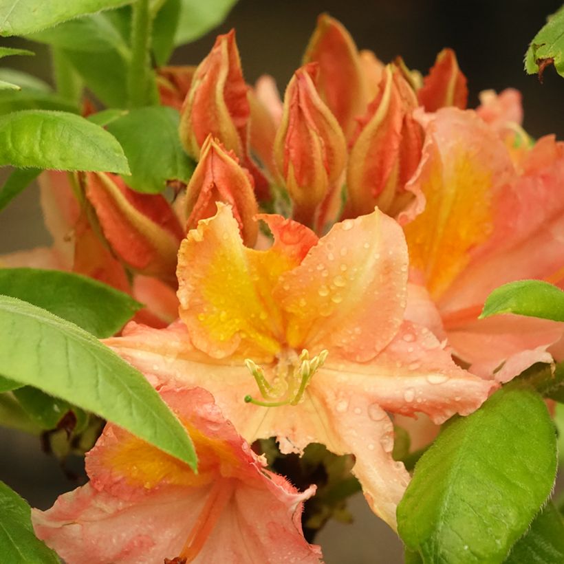 Azalée de Chine Demoiselles de Boutiguery Idylla - Rhododendron hybride (Floraison)
