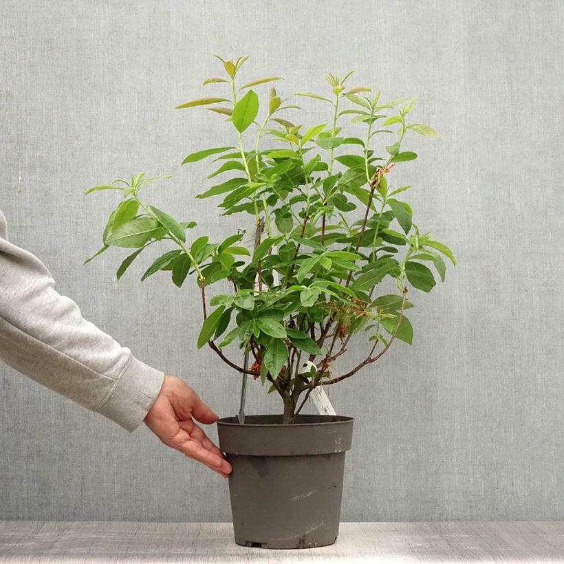 Spécimen de Azalée de Chine Fire Ball - Rhododendron hybride  Pot de 4L/5L tel que livré en été