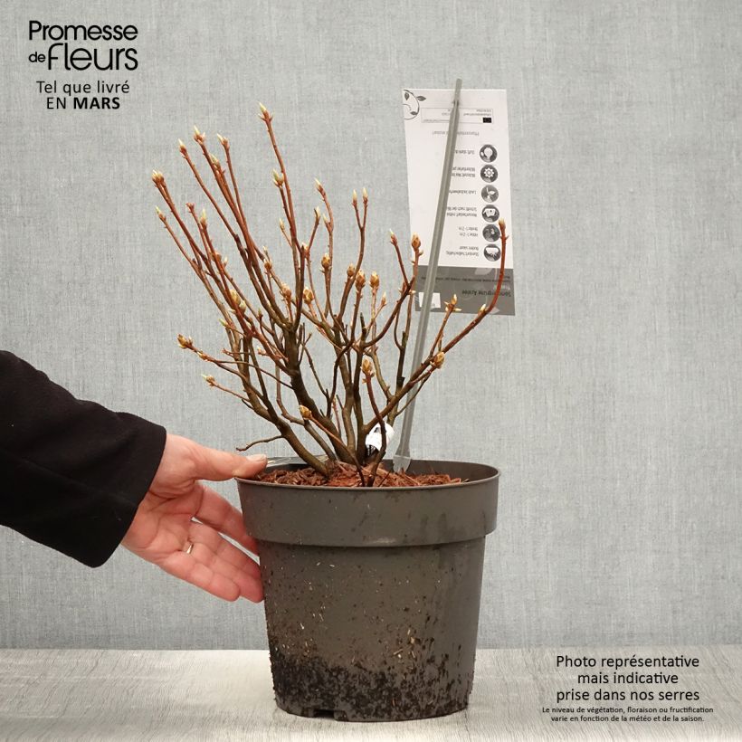 Spécimen de Azalée de Chine Fraseri - Rhododendron  Pot de 4L/5L tel que livré au printemps