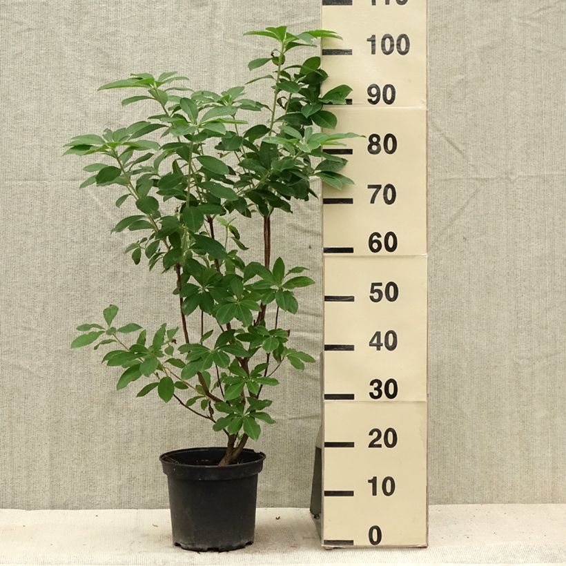Spécimen de Azalée de Chine Jolie Madame - Rhododendron hybride Pot de 3L/4L tel que livré en été
