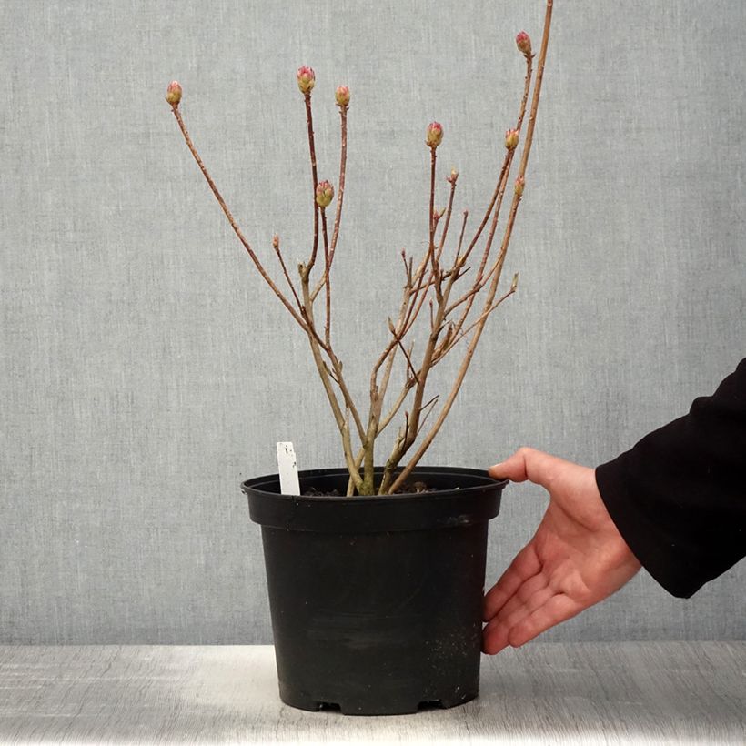 Spécimen de Azalée de Chine Koster's Brilliant Red - Azalea mollis Pot de 4L/5L tel que livré au printemps