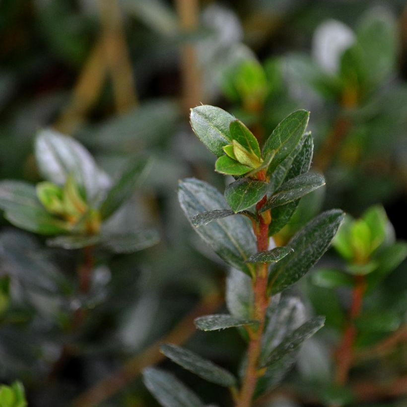 Azalée du Japon Amoena - Rhododendron hybride (Foliage)