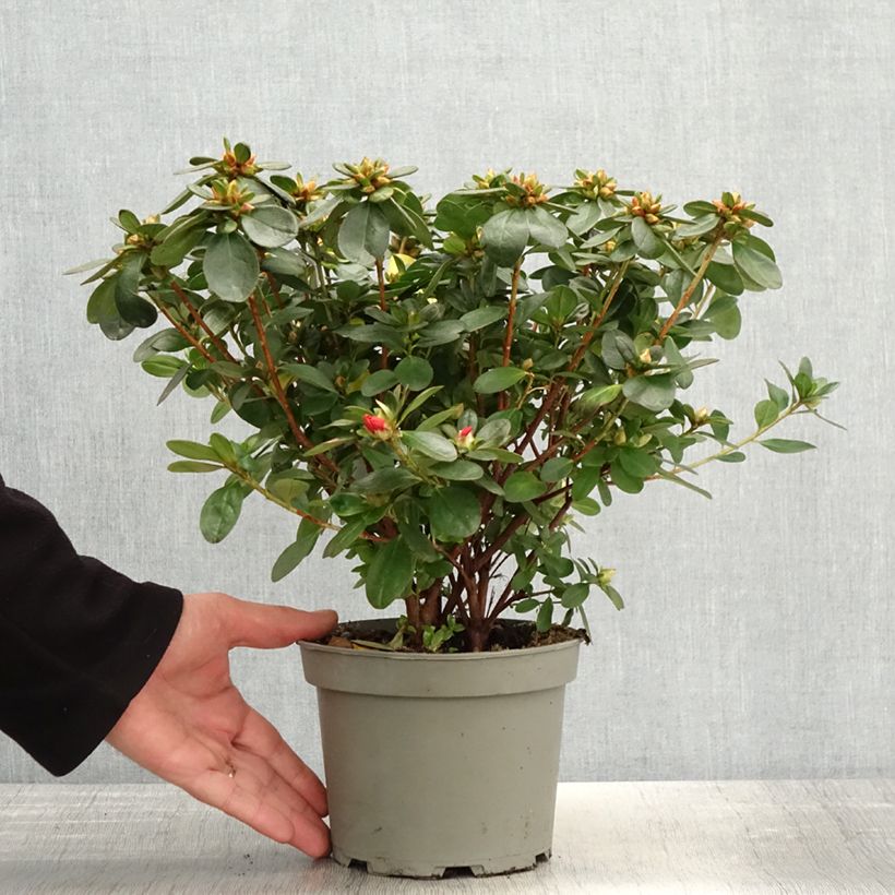 Spécimen de Azalée du Japon Ardeur - Rhododendron hybride Pot de 2L/3L tel que livré au printemps