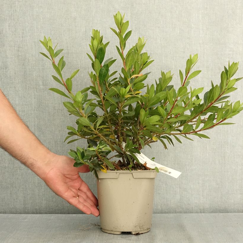 Spécimen de Azalée du Japon Beethoven - Rhododendron hybride Pot de 3L/4L tel que livré en été