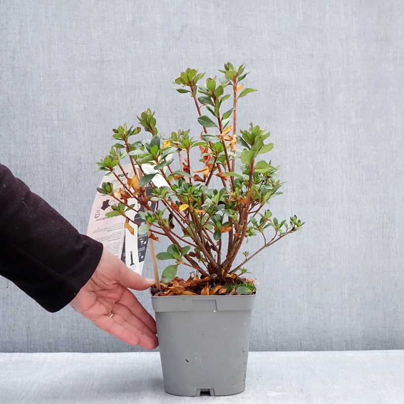 Spécimen de Azalée du Japon Flash Dance Pink – Rhododendron hybride Pot de 2L/3L tel que livré en hiver