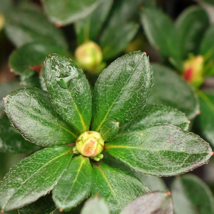 Azalée du Japon Flash Dance Salmon - Rhododendron hybride (Feuillage)