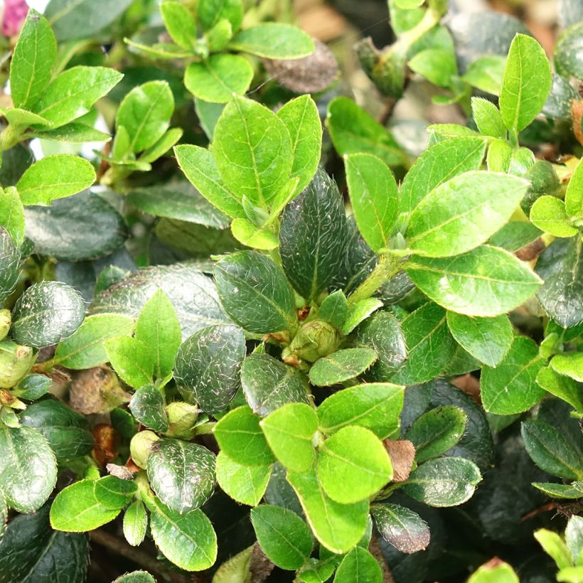 Azalée du Japon Haru No Sono - Rhododendron hybride (Feuillage)