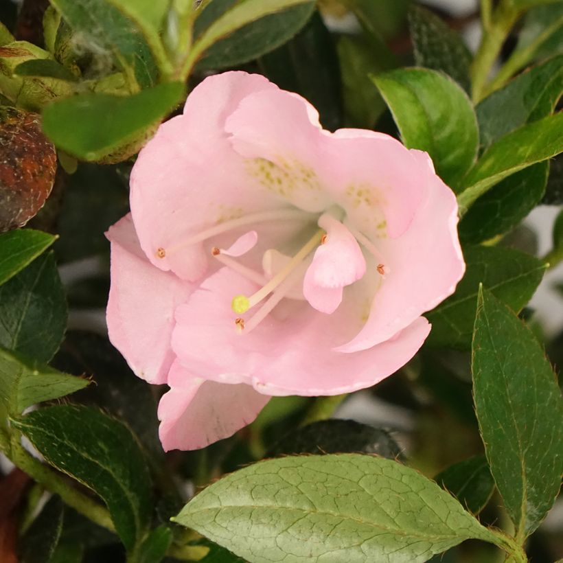 Azalée du Japon Haru No Sono - Rhododendron hybride (Floraison)
