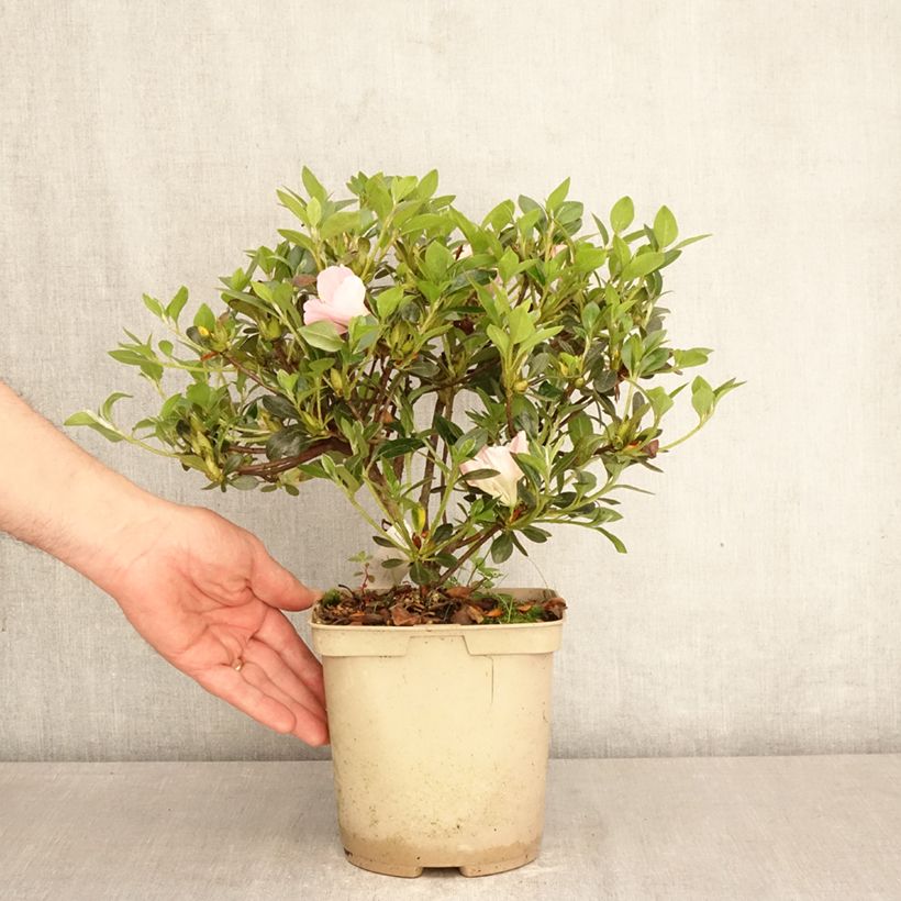 Spécimen de Azalée du Japon Haru No Sono - Rhododendron hybride Pot de 3L/4L tel que livré au printemps