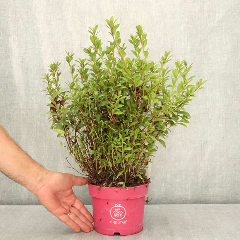 Spécimen de Azalée du Japon Pink Star Pot de 2L/3L tel que livré en été