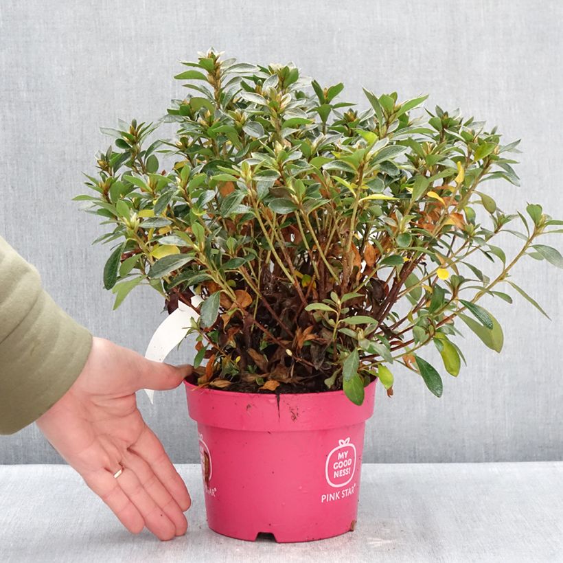 Spécimen de Azalée du Japon Pink Star Pot de 2L/3L tel que livré en hiver