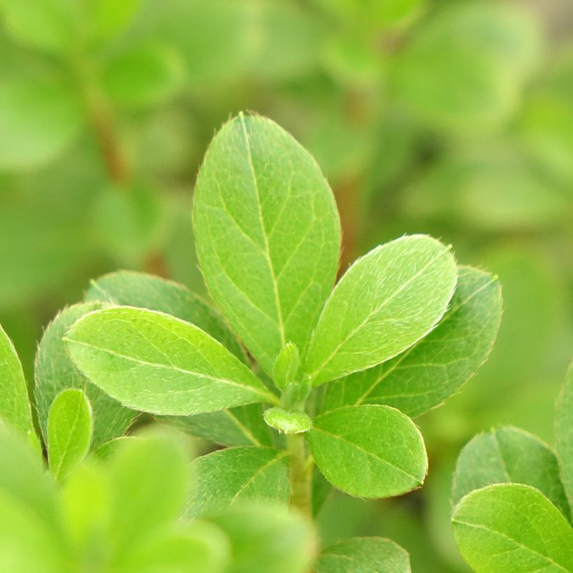Azalée du Japon Purple Splendor - Rhododendron hybride (Feuillage)