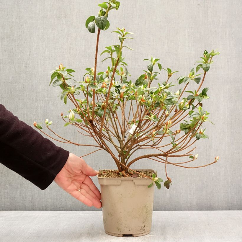 Spécimen de Azalée du Japon Rêve de Lilas - Rhododendron hybride Pot de 3L/4L tel que livré au printemps