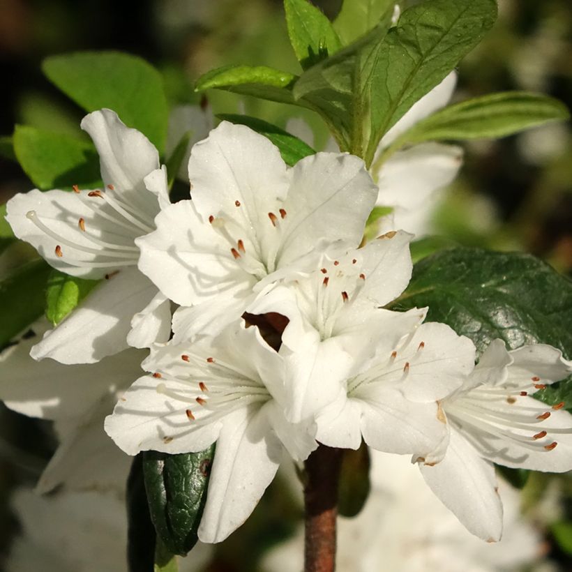 Azalée du Japon Schneewittchen - Rhododendron hybride (Floraison)