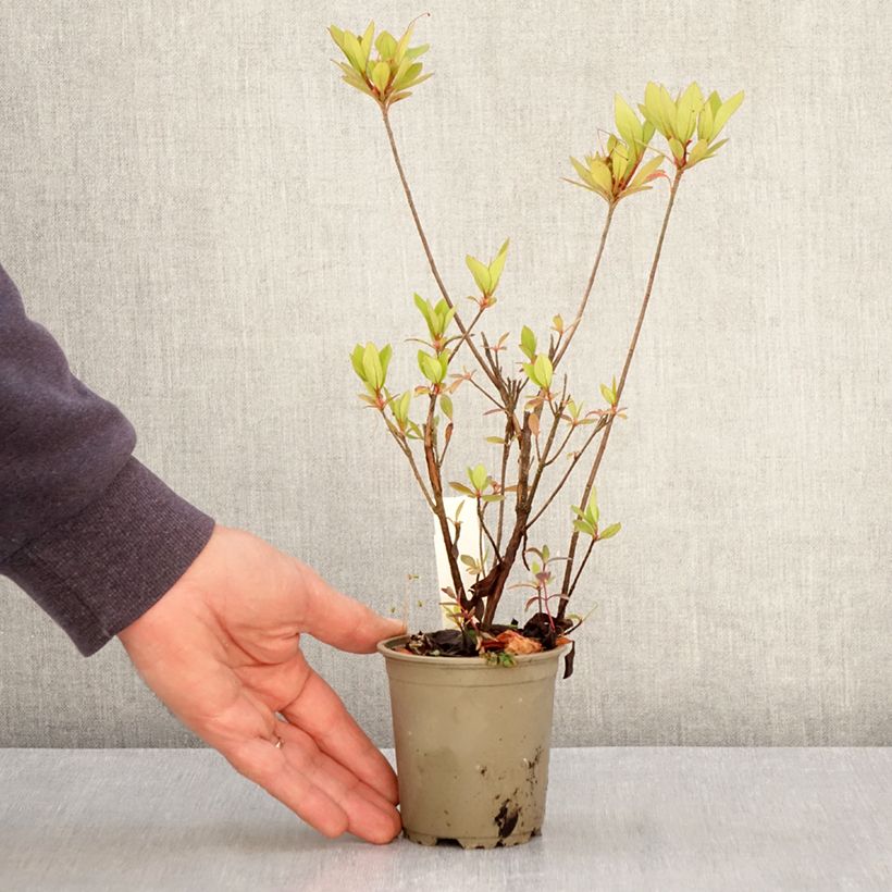 Spécimen de Azalée du Japon Vuyk's Rosyred - Rhododendron hybride. Godet de 8/9 cm tel que livré au printemps