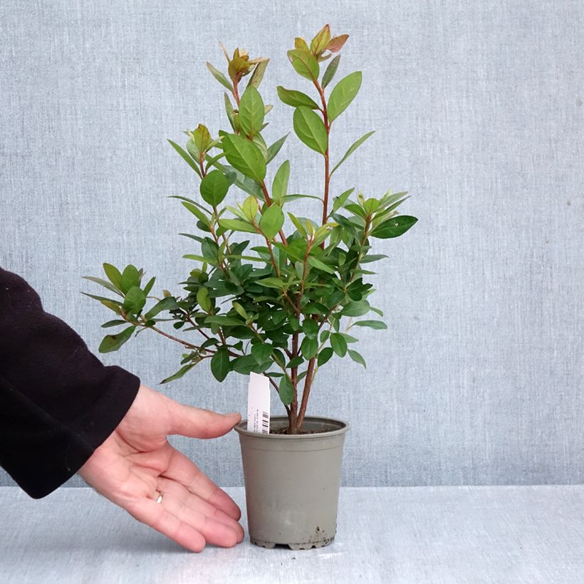 Spécimen de Azalée du Japon Vuyk's Scarlet - Rhododendron hybride. Godet de 8/9 cm tel que livré en automne