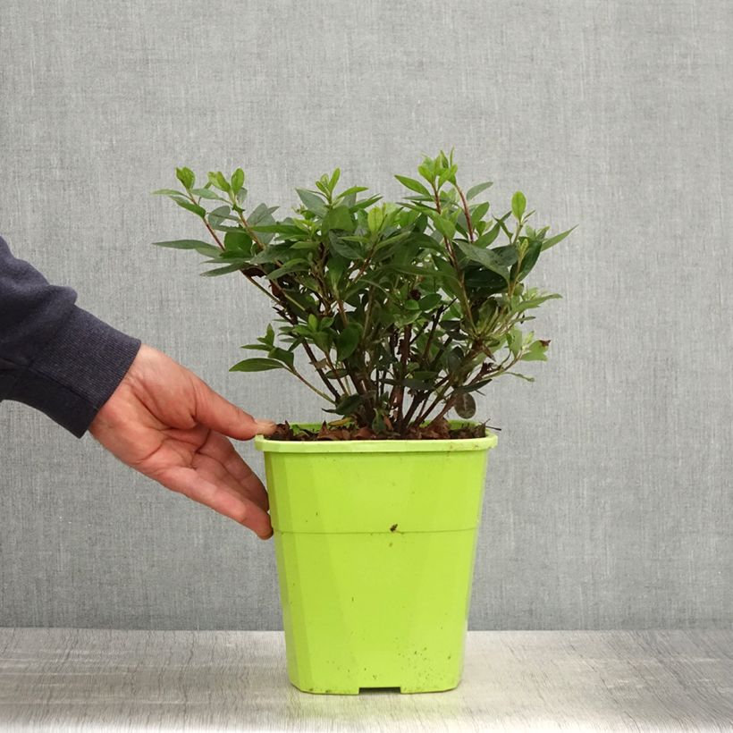 Spécimen de Azalée hybride ENCORE Autumn Fire Pot de 3L/4L tel que livré au printemps