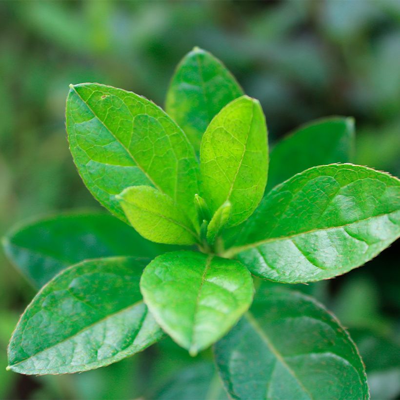 Azalée hybride ENCORE Autumn Fire (Feuillage)