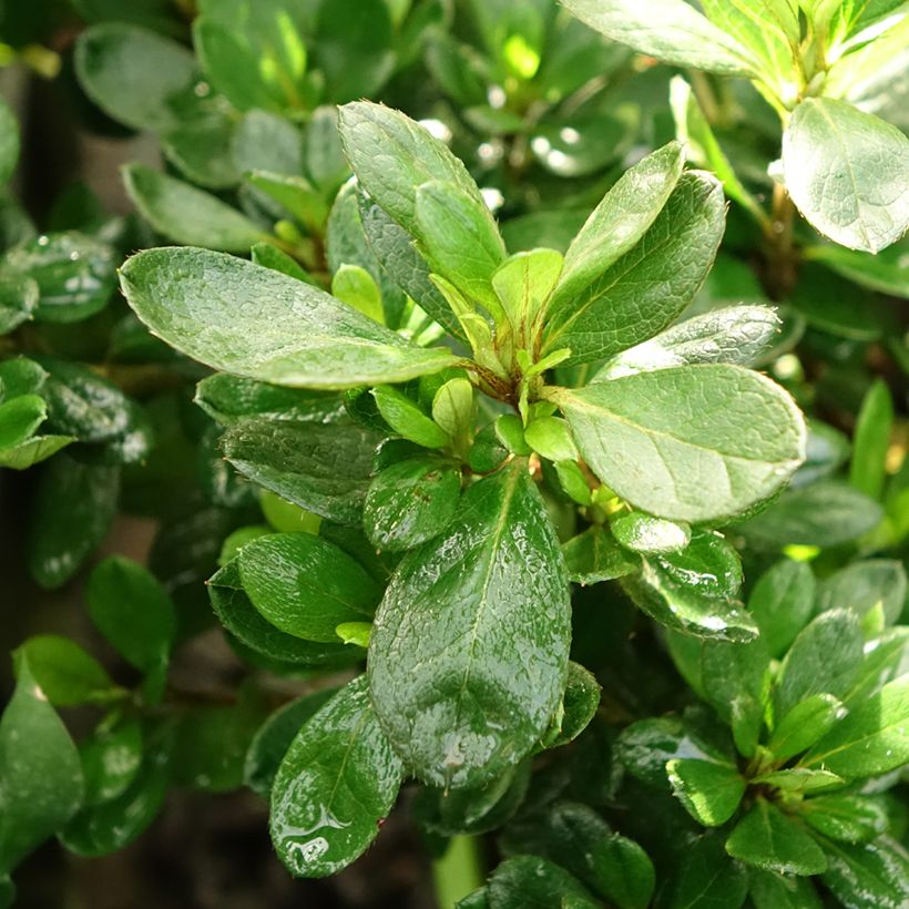 Azalée hybride ENCORE® Bonfire (Feuillage)