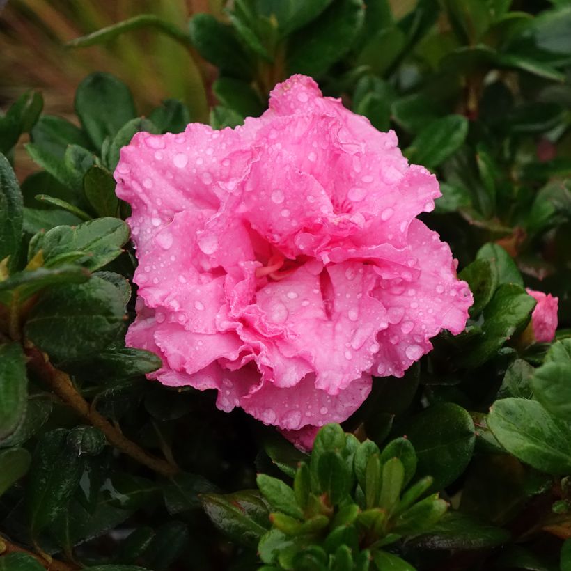 Azalée hybride Repetita Pink - Azalée remontante (Floraison)