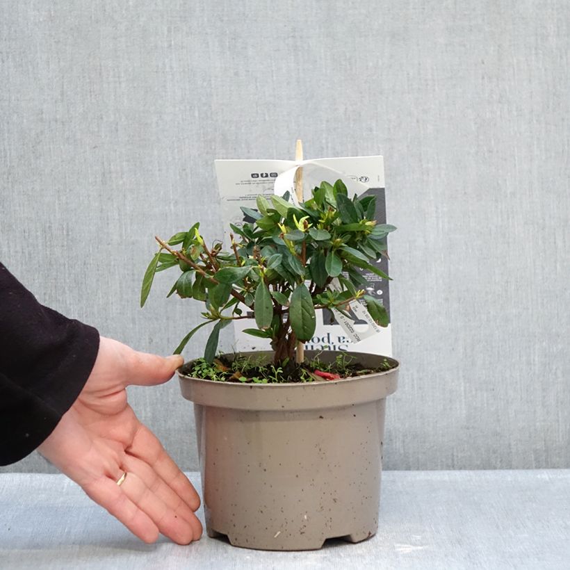 Spécimen de Azalée hybride REPETITA Red - Azalée remontante Pot de 2L/3L tel que livré en hiver