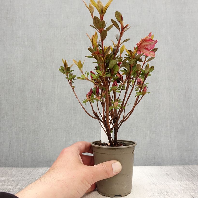 Spécimen de Azalée japonaise - Azalea japonica Arabesk Godet de 8/9 cm tel que livré au printemps