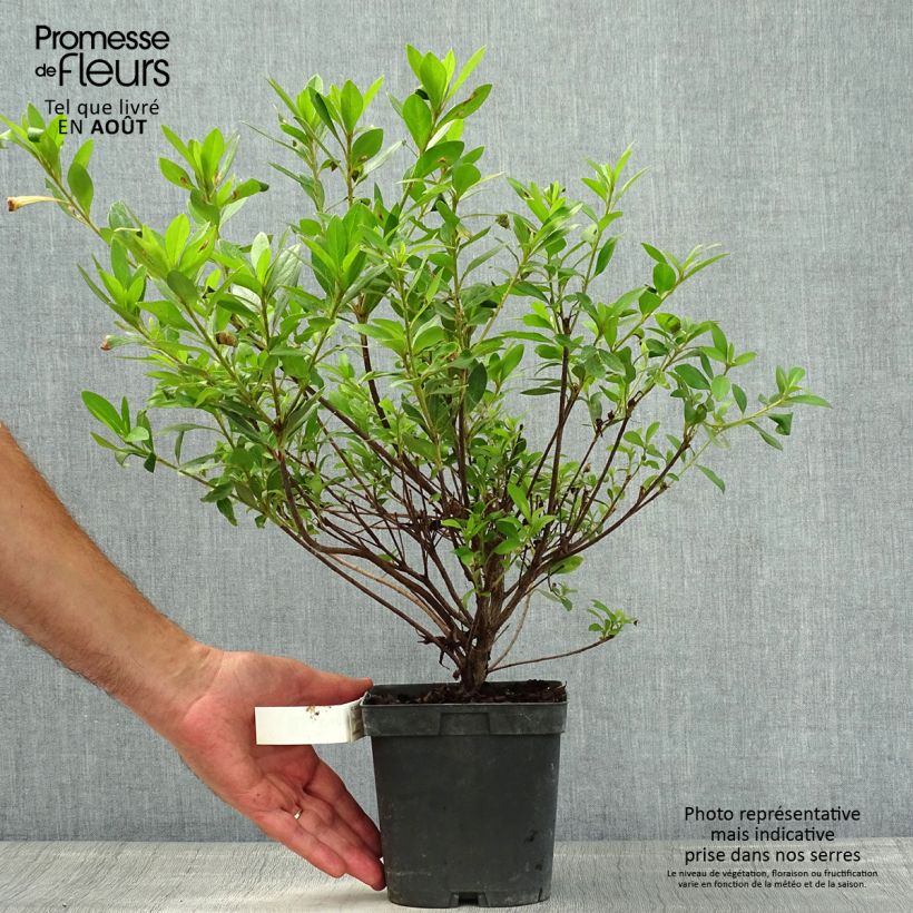 Spécimen de Azalée japonaise Rosa King Pot de 2L/3L tel que livré en été