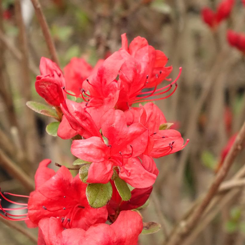 Azalée japonaise - Azalea japonica Stewartstonian (Floraison)