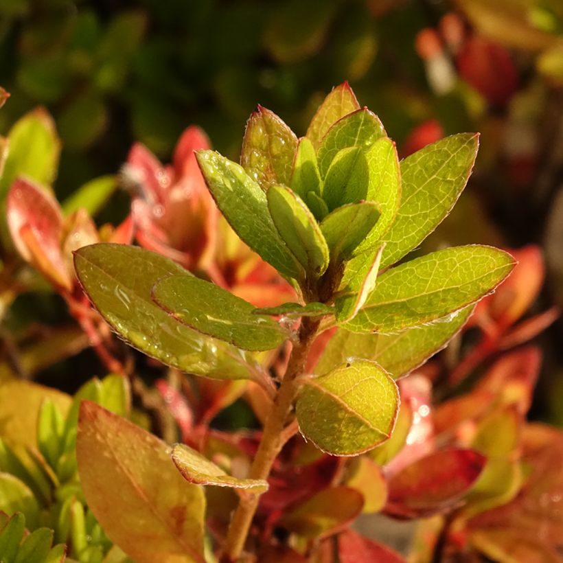 Azalée du Japon Vuyk's Scarlet - Rhododendron hybride. (Feuillage)