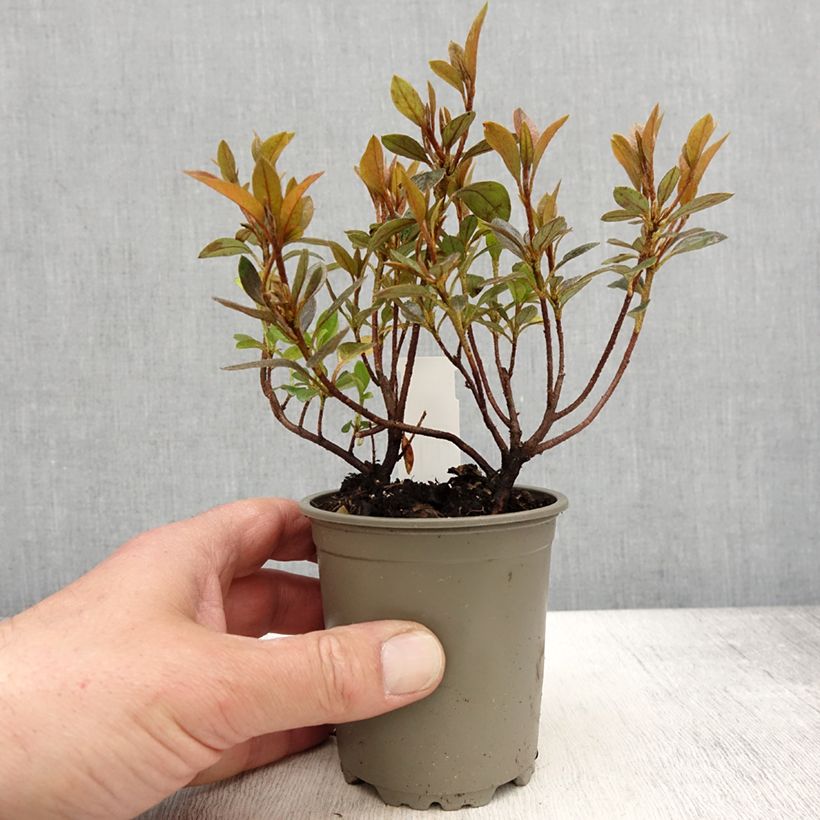 Spécimen de Azalée japonaise Blaauw's Pink - Rhododendron hybride Godet de 8/9 cm tel que livré au printemps
