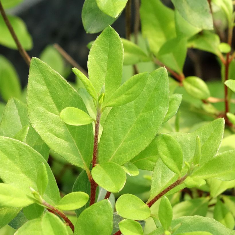 Azalée japonaise Gilbert Mullie (Feuillage)