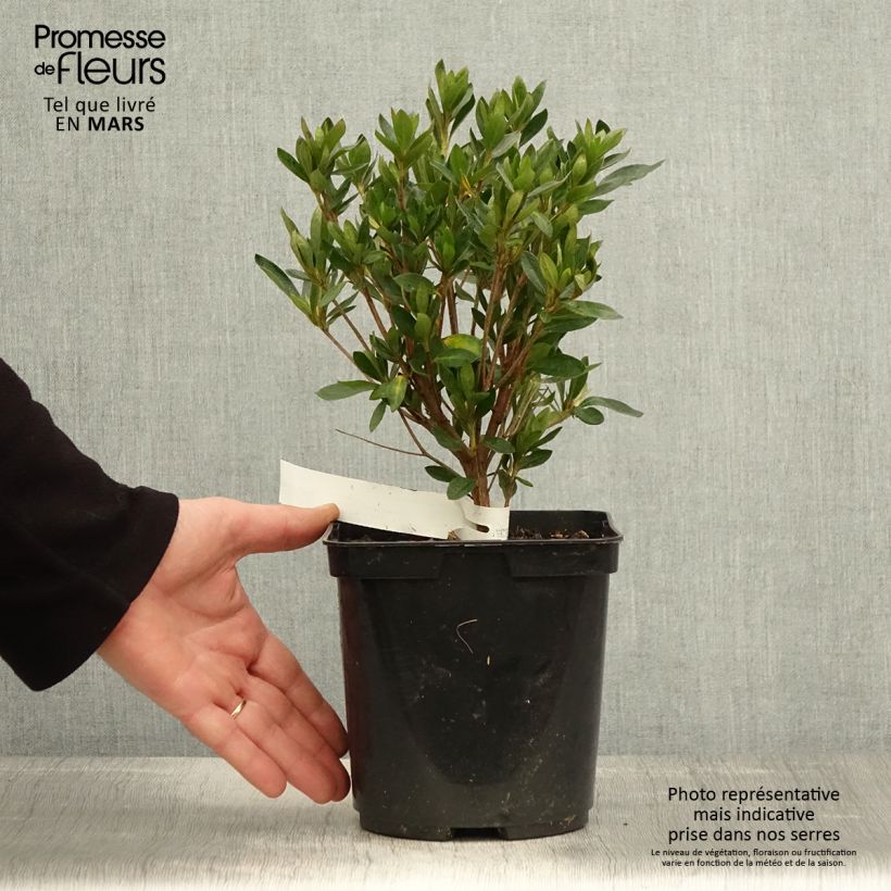Spécimen de Azalée japonaise Melle - Rhododendron hybride Pot de 2L/3L tel que livré au printemps