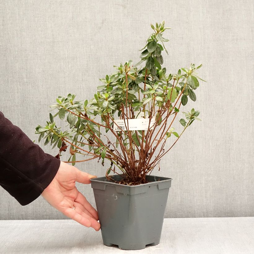 Spécimen de Azalée japonaise Orange Beauty - Rhododendron hybride Pot de 2L/3L tel que livré au printemps