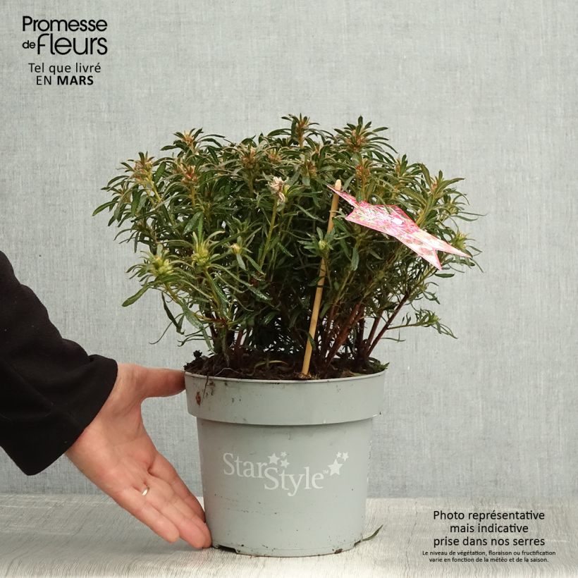 Spécimen de Azalée japonaise Star Style Pink - Azalea japonica Pot de 3L/4L tel que livré au printemps