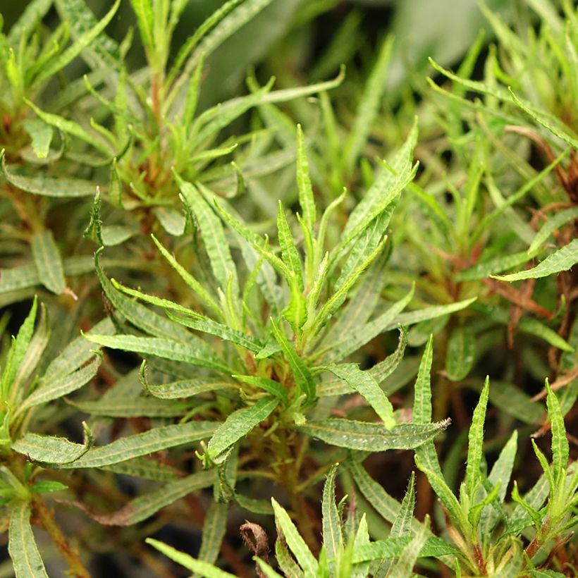 Azalée japonaise Star Style Pink - Azalea japonica (Feuillage)