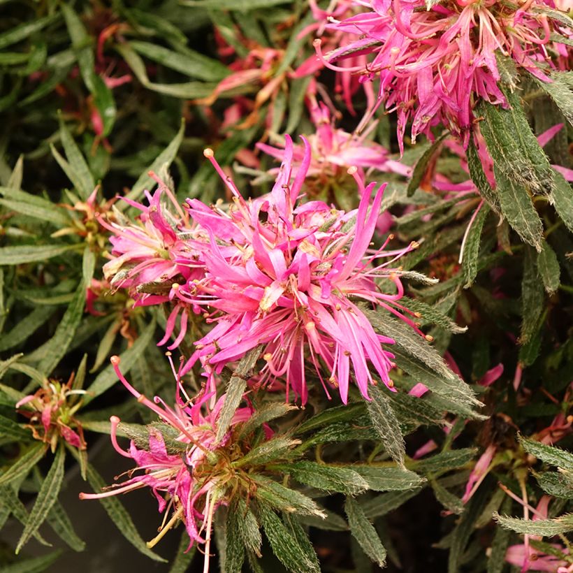 Azalée japonaise Star Style Pink - Azalea japonica (Floraison)