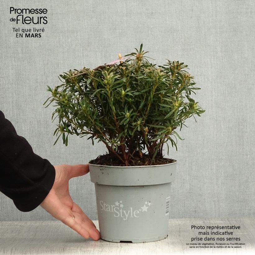 Spécimen de Azalée japonaise Star Style Violet - Azalea japonica Pot de 3L/4L tel que livré au printemps