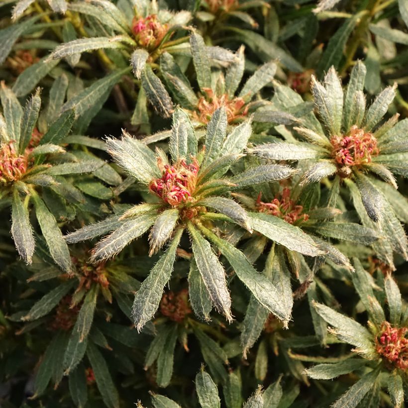 Azalée japonaise Star Style Violet - Azalea japonica (Feuillage)