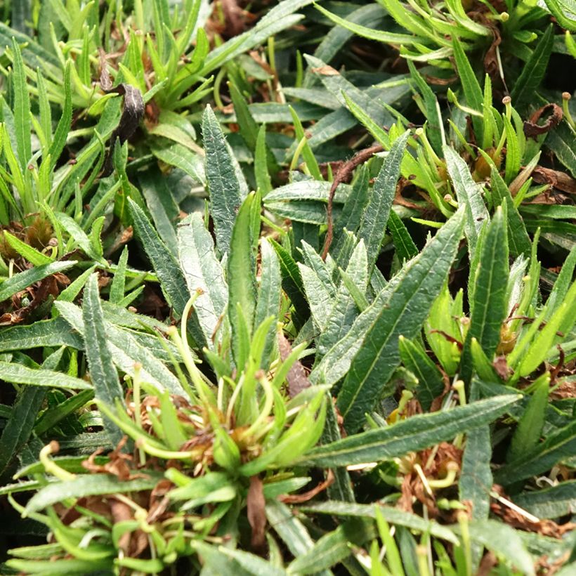 Azalée japonaise Star Style White - Azalea japonica (Feuillage)