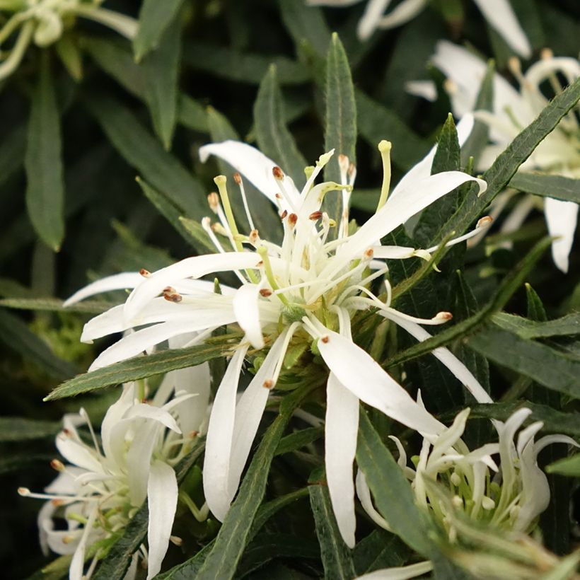 Azalée japonaise Star Style White - Azalea japonica (Floraison)