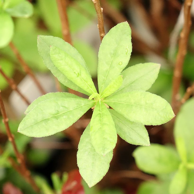 Azalée mollis Viscosa - Azalée des marais (Feuillage)