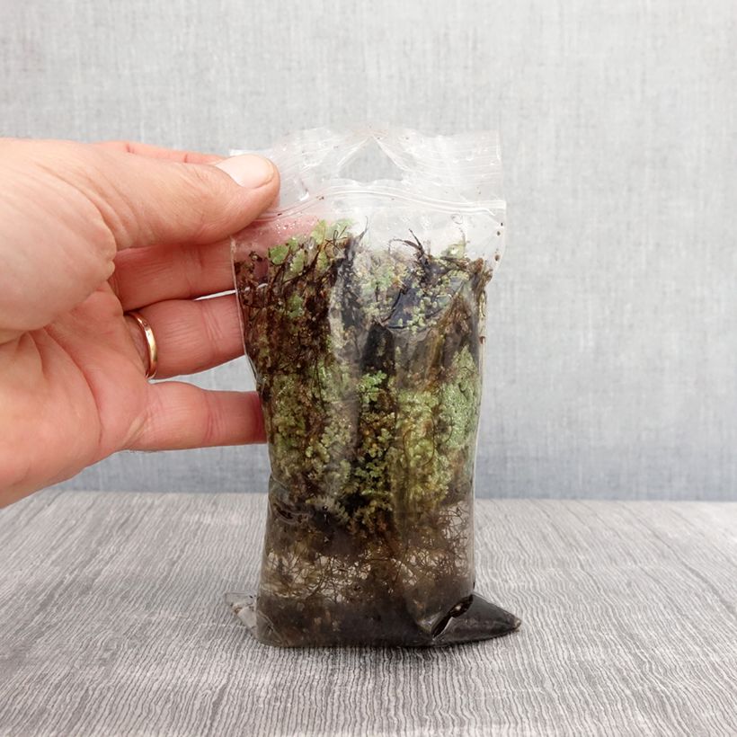 Spécimen de Azolla pinnata - Azolle pennée Racines nues tel que livré au printemps