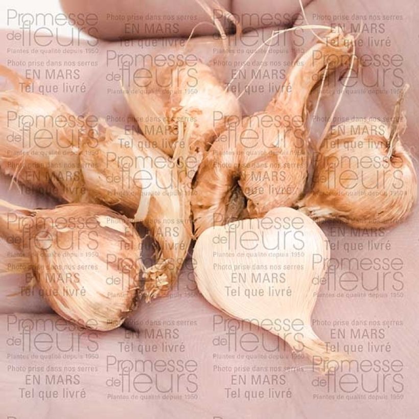 Exemple de spécimen de Babiane ou Racine de Babouin Stricta Zwanenburg Glory Bulbe calibre 4+ tel que livré