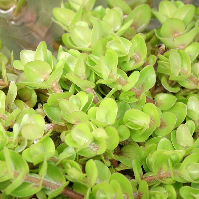Bacopa caroliniana - Bacopa de Caroline (Foliage)